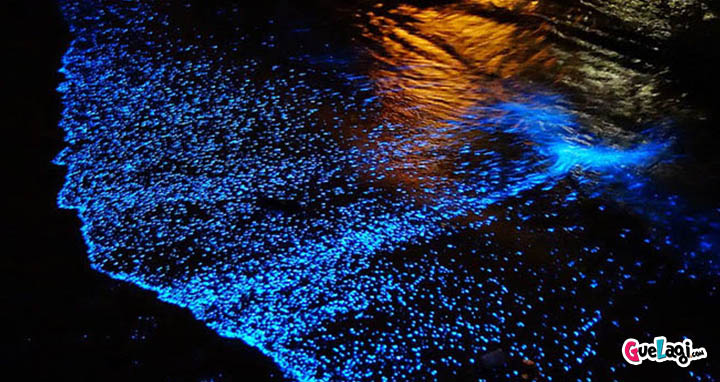 Fenomena Alam Bioluminoscence